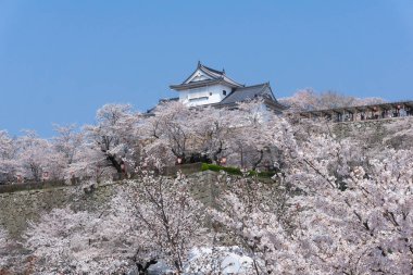 Sakura çiçeklenme mevsimi ile Tsuyama kale