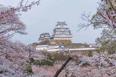 Sakura çiçeklenme sezonu ile Himeji kale