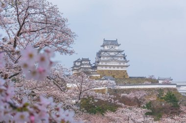 Sakura çiçeklenme sezonu ile Himeji kale