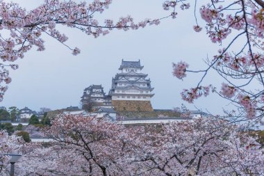 Sakura çiçeklenme sezonu ile Himeji kale