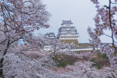 Sakura çiçeklenme sezonu ile Himeji kale