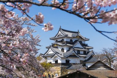 Sakura çiçeklenme sezonu ile Hikone kale