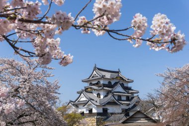 Sakura çiçeklenme sezonu ile Hikone kale