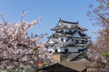 Hikone castle with sakura blooming season clipart