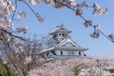 Sakura çiçeklenme sezonu ile Nagahama kale