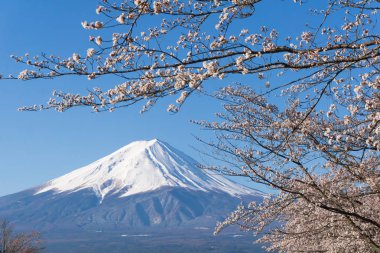 Sakura çiçeklenme sezonu ile Mt.Fuji