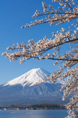 Sakura çiçeklenme sezonu ile Mt.Fuji