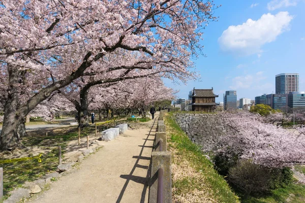 Fukuoka kalesinde çiçek açan Sakura, Japonya