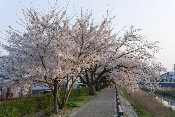 鳥取県福良川に咲く桜トンネル — ストック写真