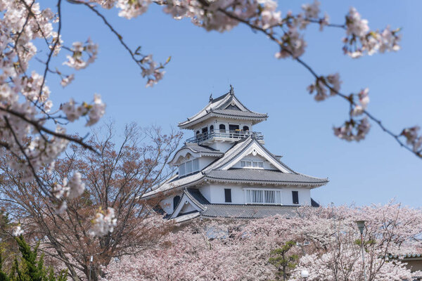 Замок Нагахама с цветущей сакурой

