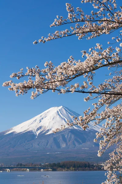 MT. Fuji s kvetoucí sezonou Sakura — Stock fotografie