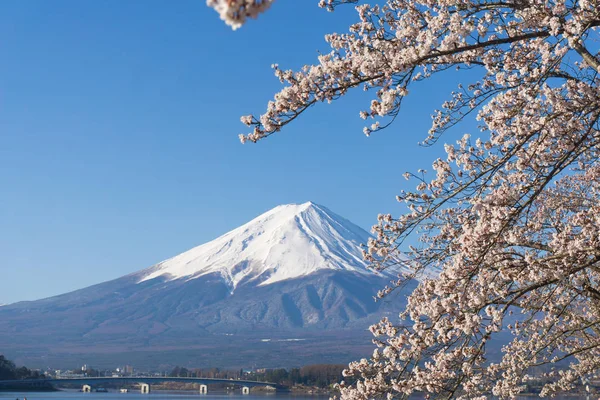 Monte Fuji con sakura temporada de floración —  Fotos de Stock