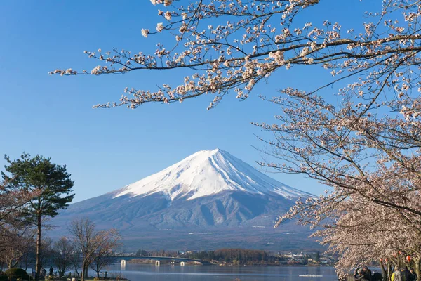 Monte Fuji con sakura temporada de floración Fotos De Stock
