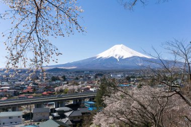 Sakura çiçeklenme sezonu ile Mt.Fuji