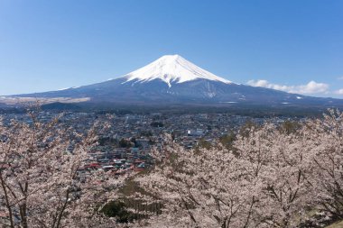 Sakura çiçeklenme sezonu ile Mt.Fuji