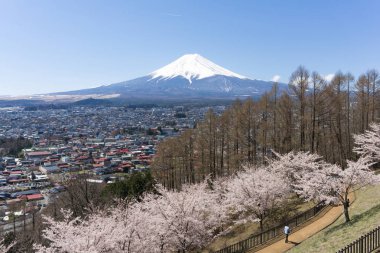 Sakura çiçeklenme sezonu ile Mt.Fuji