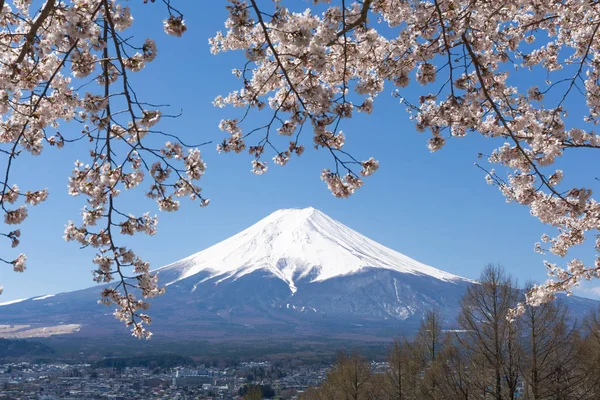 MT. Fuji s kvetoucí sezonou Sakura — Stock fotografie