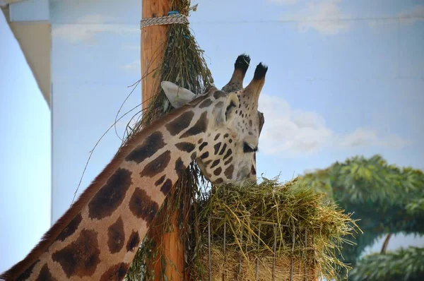 Tall giraffe, spotted beast, wild animal, lives in Africa, eats grass