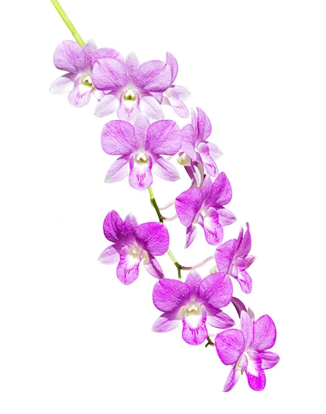 Orchidee viola e bianche isolate su bianco . Foto Stock