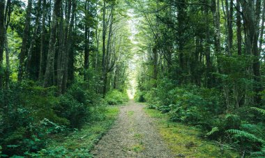 Güneşli bir günde Şili 'nin güneyindeki yemyeşil ormanların arasındaki toprak yolu.
