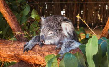 Koala Avustralya 'da bir kütüğün üzerinde uyuyor. Vahşi hayat. Hayvan soyu tükenme tehlikesi altında.