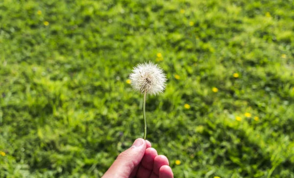 Pampeliška Nebo Taraxacum Mužské Ruce Zeleným Travnatým Pozadím Slunečného Dne — Stock fotografie