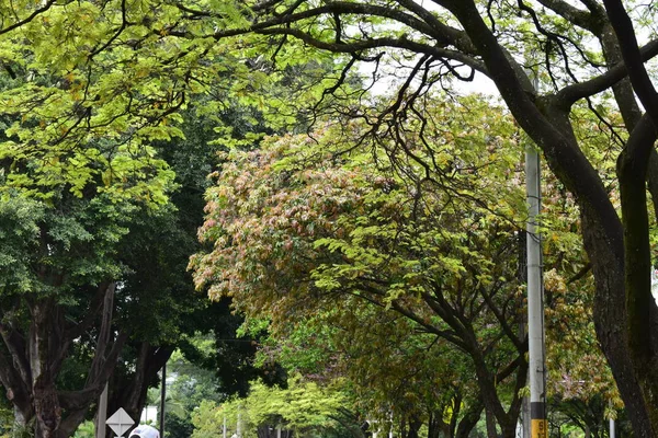 Rostros y Ciclovia medelln