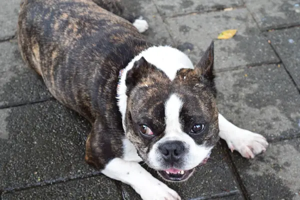 Rostros y Ciclovia medelln