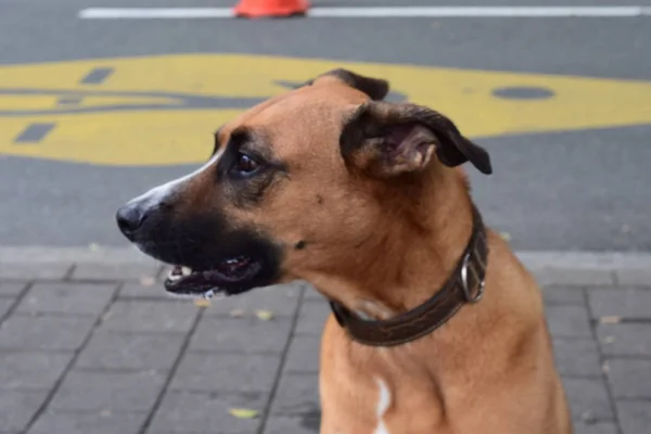 Rostros y Ciclovia medelln