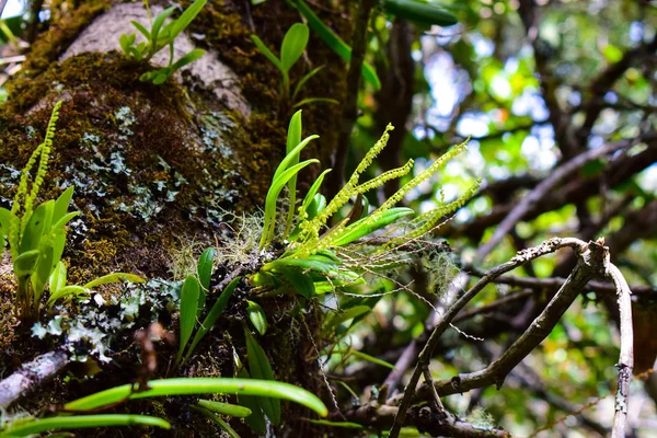 Paisaje San Felix Caldas — Foto Stock