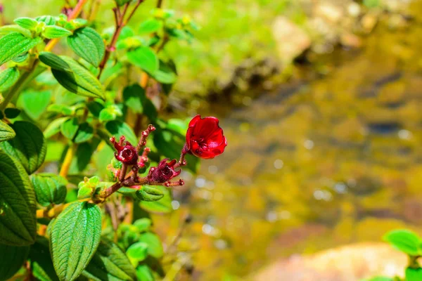Paisaje san Felix Caldas
