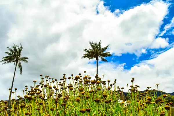 Paisaje san Felix Caldas