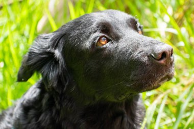 Perro negro Noble y muy manso