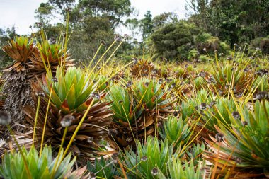 Bromelias, ubicadas en el Paramos mas pequeo de Kolombiya