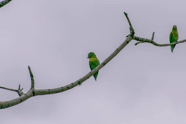 Flores amarillas ubicadas en el mirador de medellin