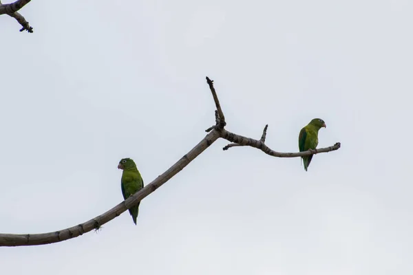 Flores amarillas ubicadas en el mirador de medellin