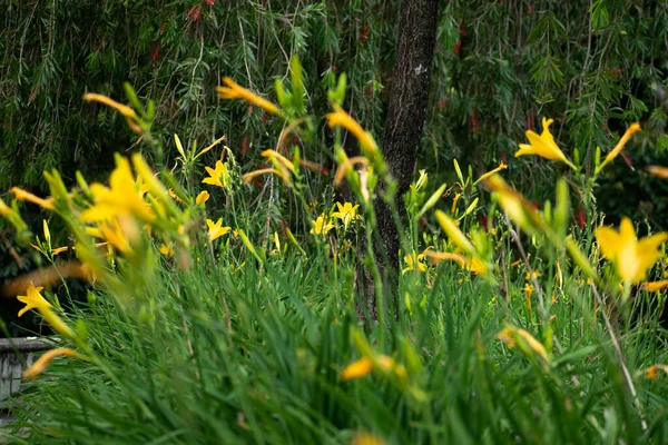 Flores amarillas ubicadas en el mirador de medellin