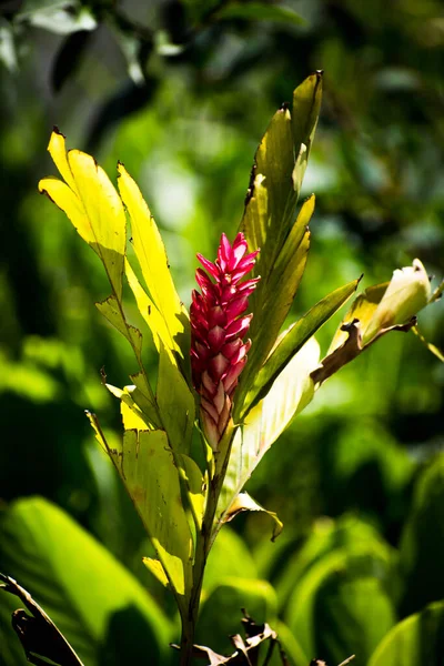 Flor roja aun no se su nombre pero es abundante en esta region