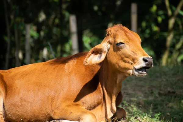 Ganado sonriendo para la foto que le tome