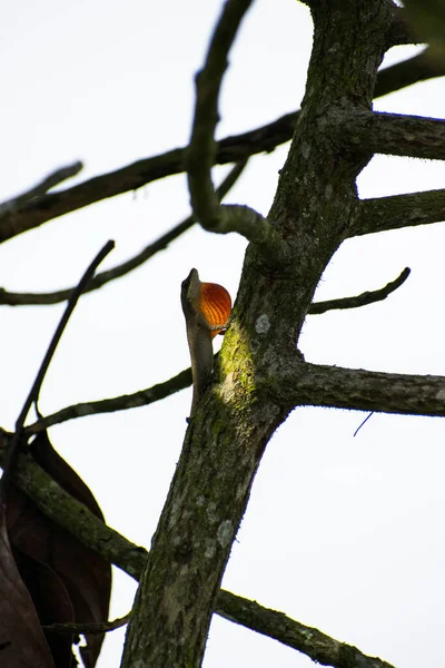 Largartija no mostr su hermosa garganta