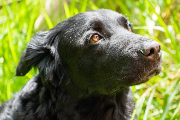 Perro negro Noble y muy manso