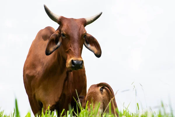 Vaca acompaada de su ternero