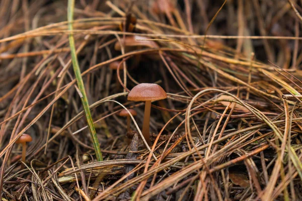 Hongo pequeos ubicados en el cerro