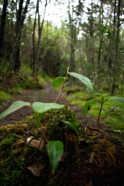 Caminos Con Vegetacin Esta Foto Representa Tranquilidad Naturaleza — Φωτογραφία Αρχείου