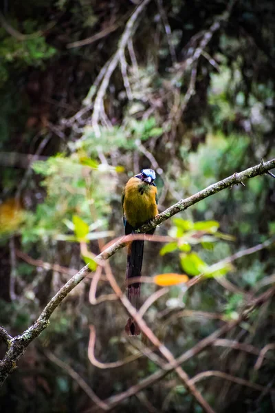 Ave barraquero ubicada en varias zonas del valle de aburra