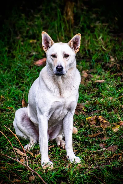 Perro guia en la montana de ensuno en san cristobal antioquia