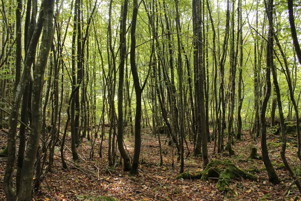 Malé stromy v lese — Stock fotografie