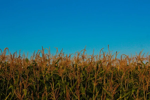 Haut d'un champ de maïs au ciel bleu — Photo