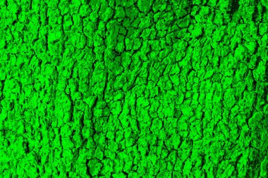 Duvar kağıdı veya arkaplan için açık yeşil ağaç kabuğu dokusu