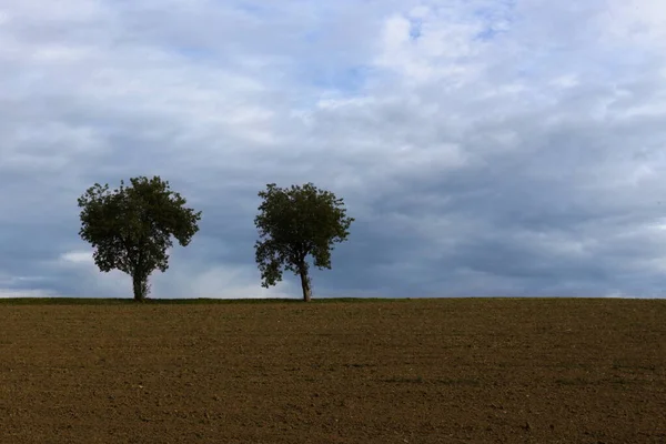 Два яблони на горизонте за вспаханным полем — стоковое фото